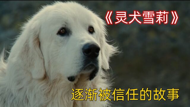 28灵犬雪莉