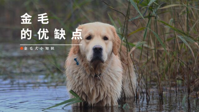 关于金毛犬的优缺点,看完你还会喜欢它吗?