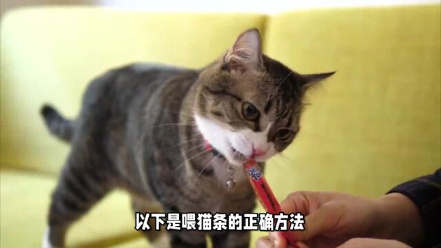 喂猫条,注意成分和保质期!