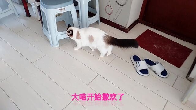 分享我家可爱的猫咪