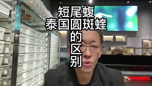 傻傻分不清短尾蝮和泰国圆斑蝰,怎么办?(完整版)#短尾蝮 #金钱豹