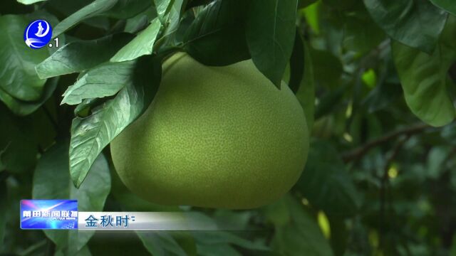 金秋时节柚果飘香 仙游度尾文旦柚陆续上市