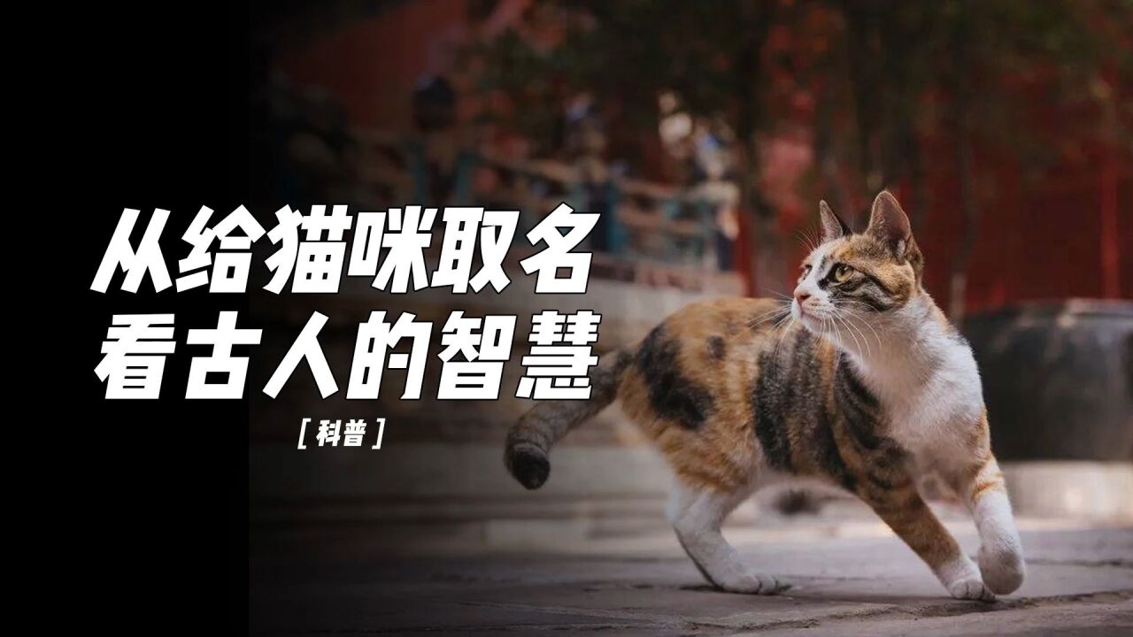 不知道给猫取啥名?快来看看古人的脑洞有多大!