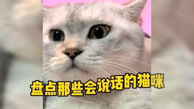 盘点那些“会说话”的猫咪,这猫是成精了吧