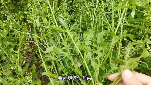 荠菜又叫鸡米菜,称之为“明目草”作用厉害了,赶紧认识并了解