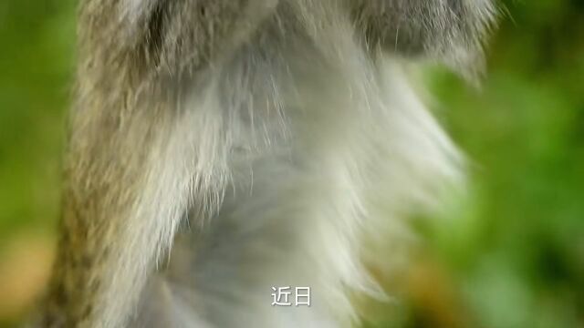 大熊猫“乐乐”死因已初步确定!官方公布