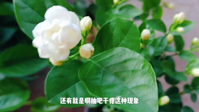 虎头茉莉花瓣层层叠叠,花朵像牡丹,养护注意它基因变异免疫力低