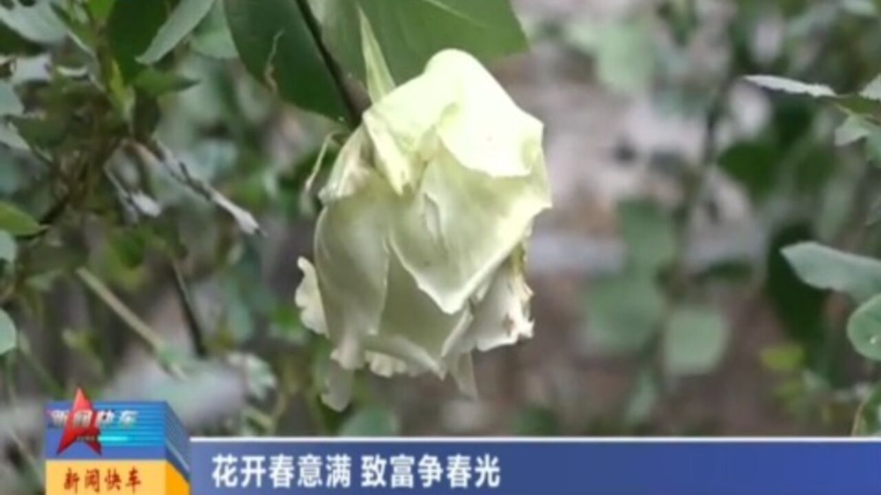 花开春意满,致富争春光!大棚鲜花开,美景兆丰年