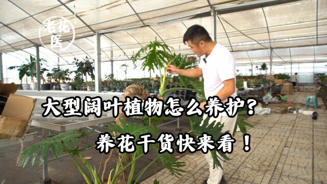 大型阔叶植物怎么养护?养花干货快来看!