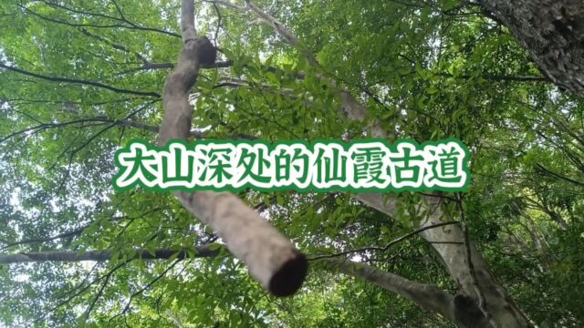 大山深处的仙霞古道