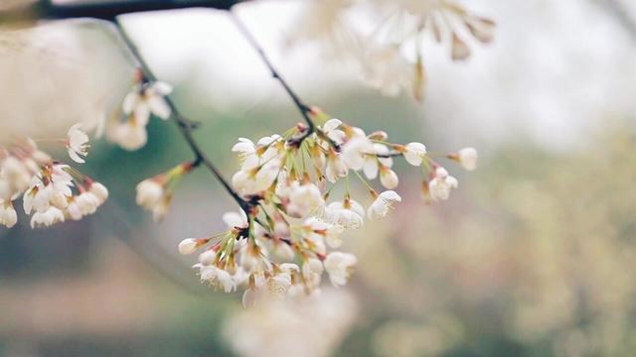 如果让你选一朵春天最美的花,你会把花送给谁?