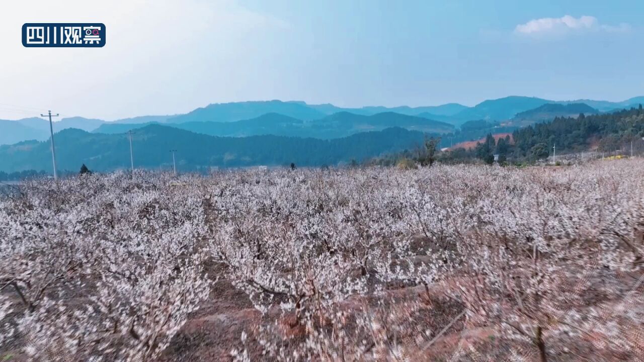 川渝好风光丨春光无限好 樱桃花开正当时