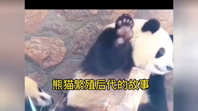 熊猫繁殖后代的故事