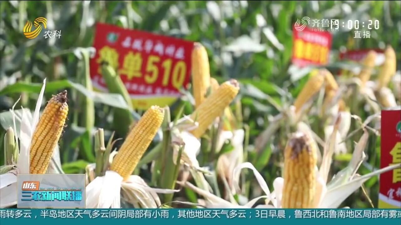 亩产975.6公斤!“鲁单510”创山东省山丘地区玉米产量新高