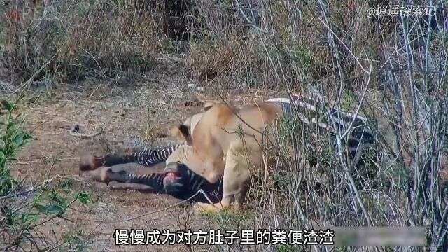 啃食青青草的斑马被凶猛的狮子直接逮了个正着#野生动物零距离#动物世界#狮子#神奇动物在#精彩片段