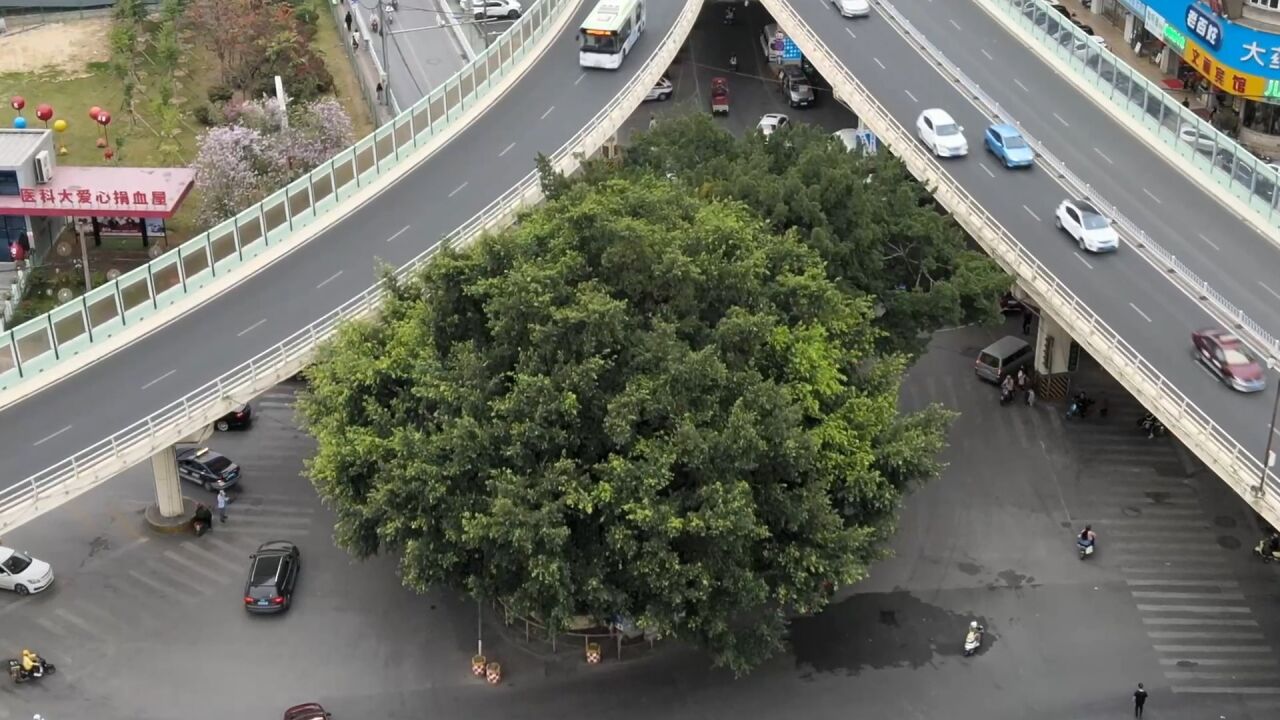 航拍南宁“最牛钉子树” 两树耸立马路中间城市大桥为其让路