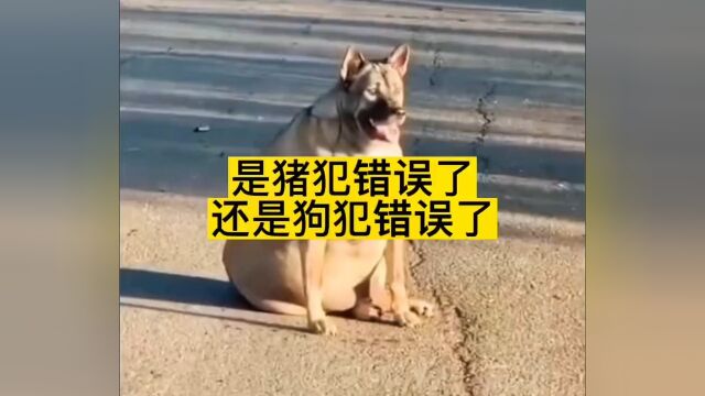 上热门 消遣一下,猪和狗的后代