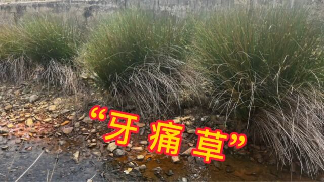 农村不起眼的“牙痛草”,它的用途外地人都不了解,赶紧认识一下