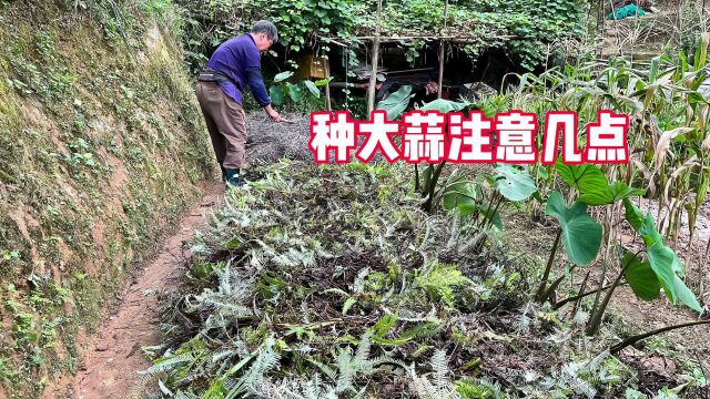 想要大蒜出苗齐长势旺,做好这几点,叶片肥厚没虫害