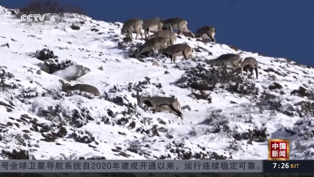 四川:首次在黄龙风景区雪山梁拍摄成群岩羊