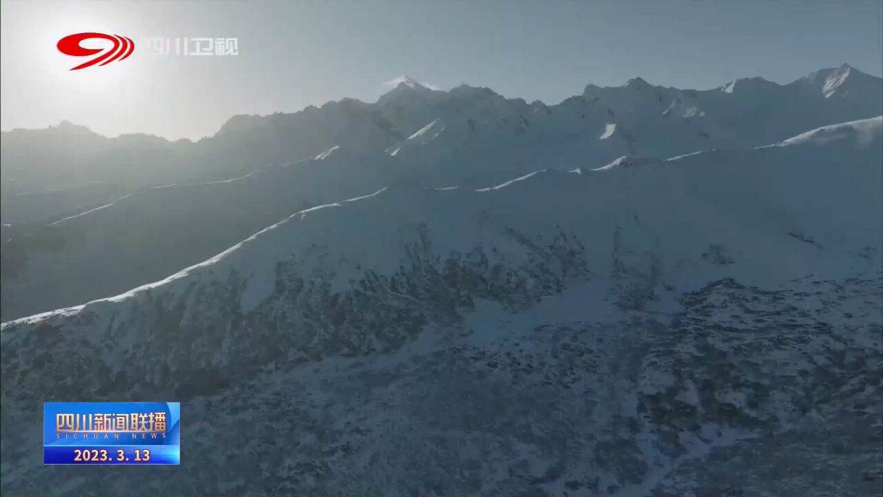 四川新闻联播丨黄龙风景区雪山梁拍摄到成群岩羊