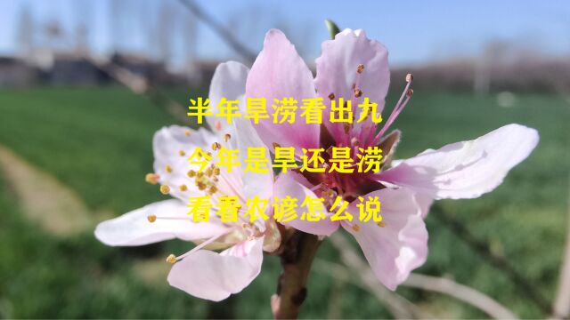 农谚说“半年旱涝看出九”,今年是旱还是涝,看看农谚怎么说