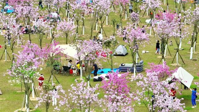 被我们防城港甜到了,整个城市充满着浪漫的气息,来防城港谈恋爱吧#防城港 #同城发现