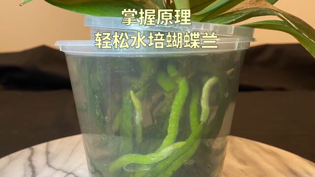 玩转水培蝴蝶兰,原来很简单,还可以随意变换花样