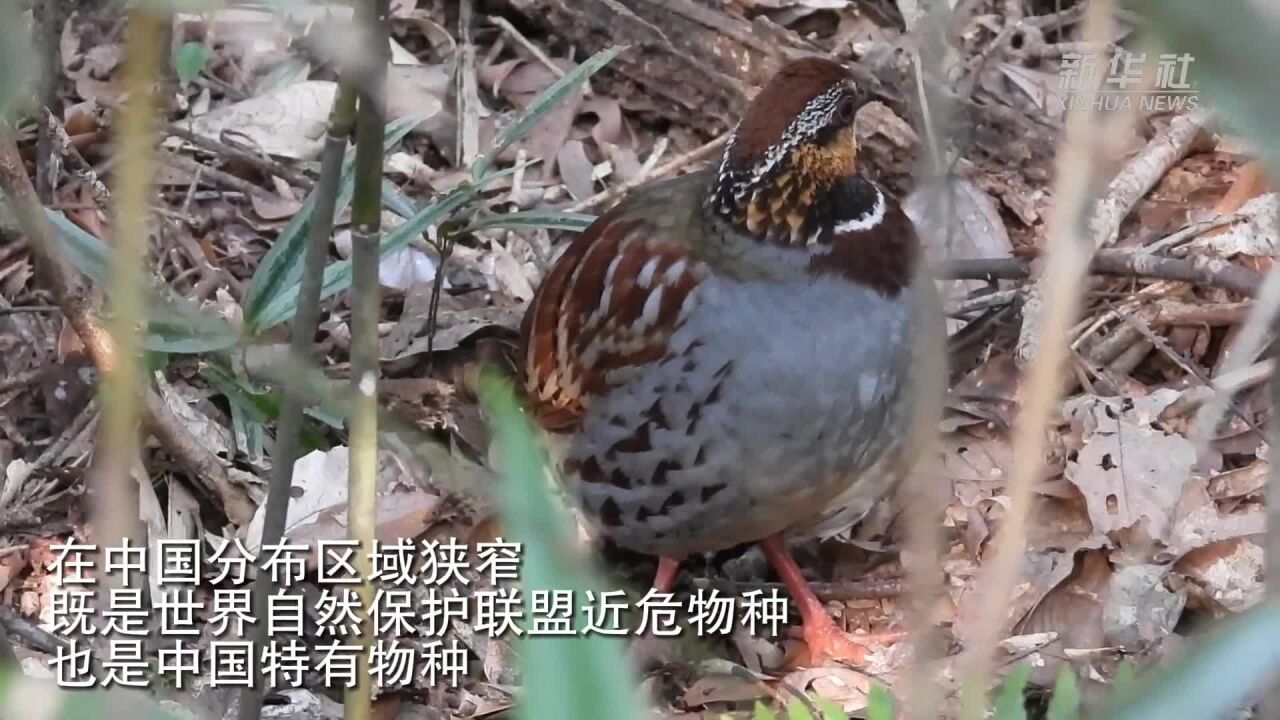 近危物种白眉山鹧鸪现身广西大明山