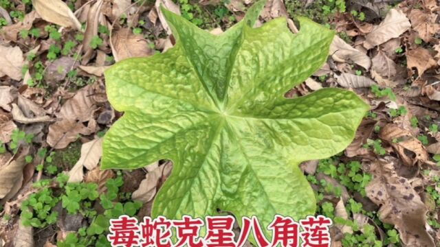 大山里一种稀有植物八角莲,老人们称之为毒蛇克星,你认识吗