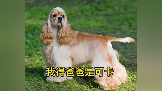 #可卡布犬 #可卡布