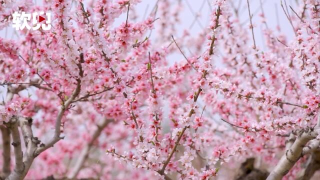 江苏淮安:桃花坞里花开成海