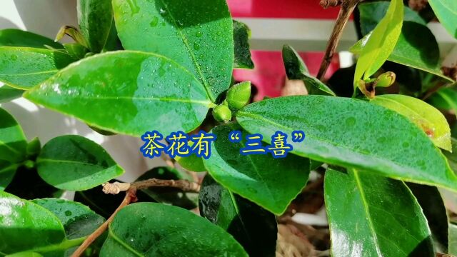 茶花有“三喜”,想要养好茶花要注意