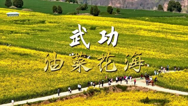 3月28日,武功古城油菜花旅游节与您相约