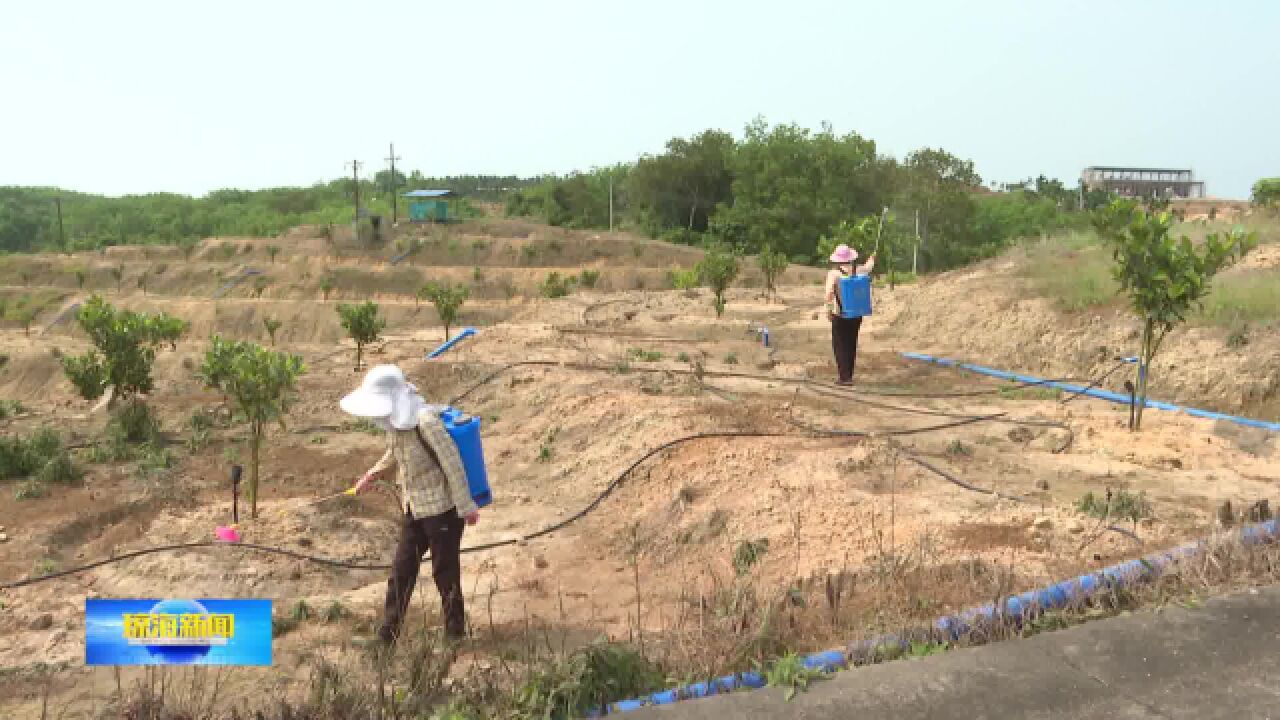 万泉镇:打造名优水果种植基地 助力乡村振兴