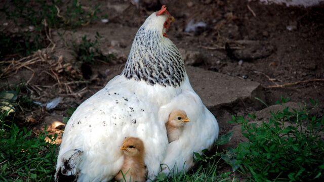 小鸡的叫声 The cry of a chicken