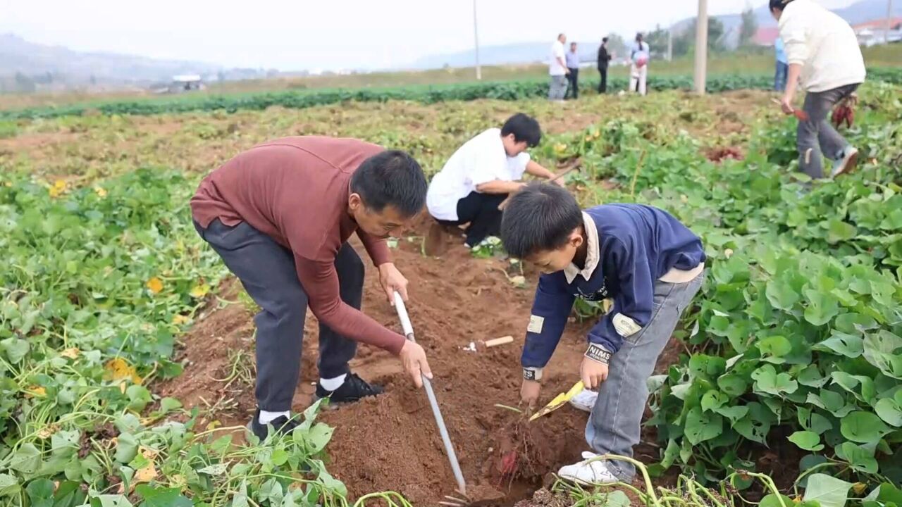 枣庄打造农耕文化体验游 发展农旅融合新业态