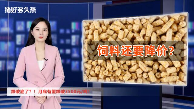 跌破底了?月底有望跌破3500元/吨!饲料还要降价?