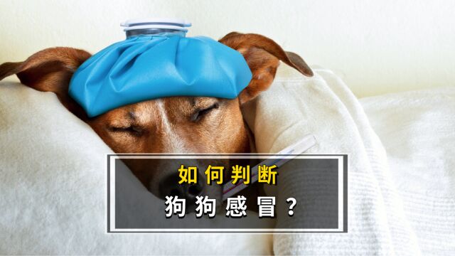 狗狗感冒的症状有哪些?应该怎么预防呢?