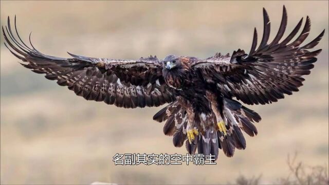 体型最大的、有羽毛掠夺者,它就是金雕,名副其实的空中霸主!