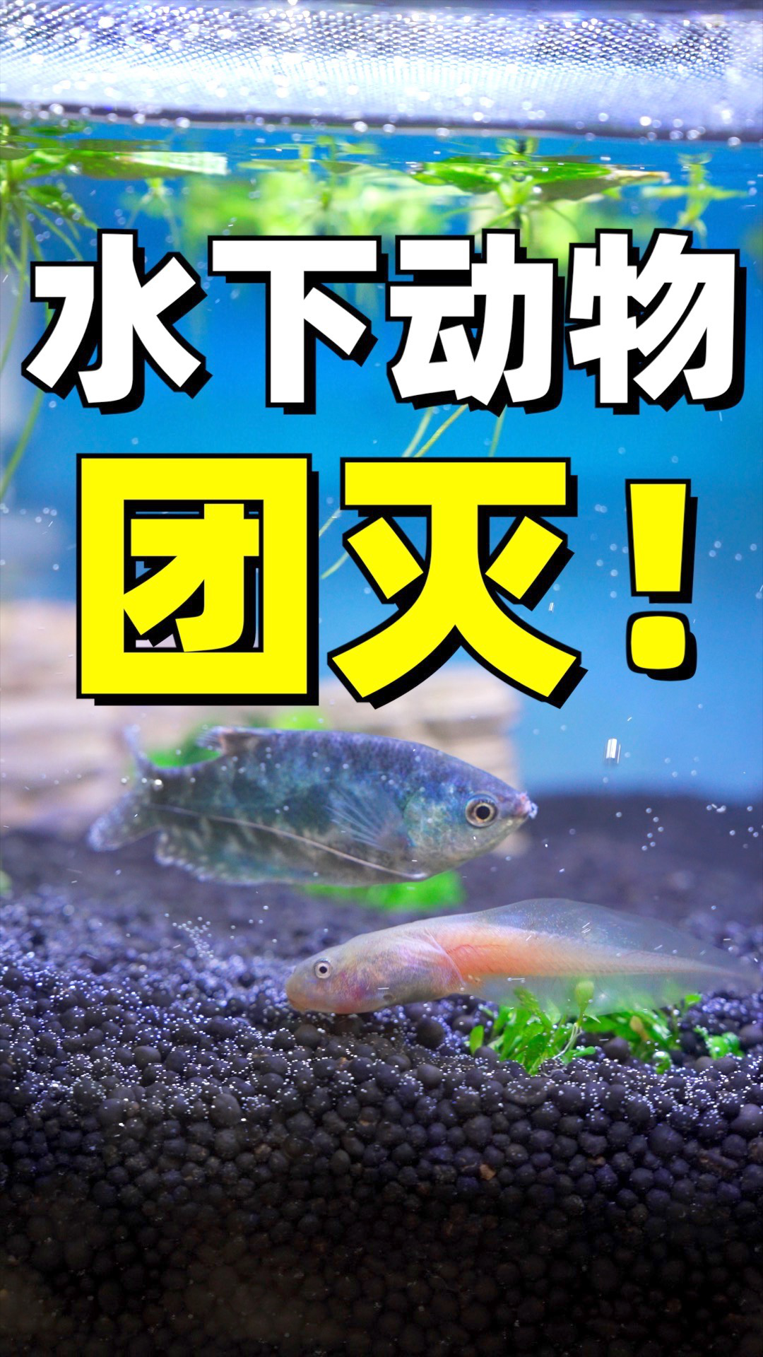 饭团小夫妻全集视频 s35085nzpwf_vt.jpg