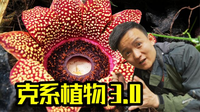 【水果猎人】一个视频了解中国罕见“大王花”—寄生花