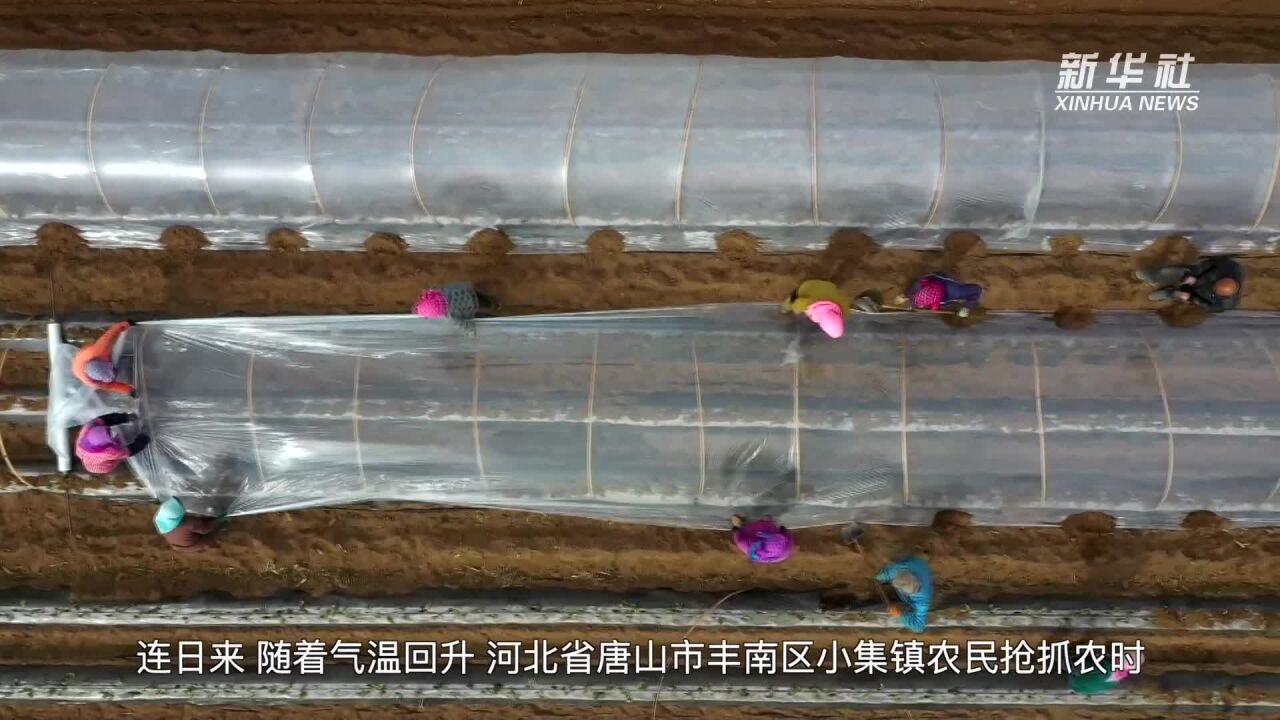 河北丰南:春日和暖红薯种植忙