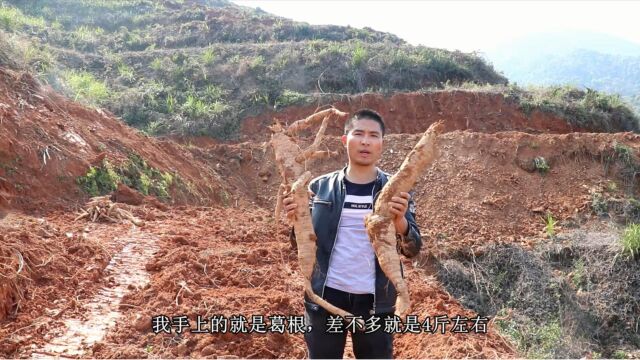 农村大哥承包了220亩山地种植葛根,如今葛根大卖,每天进帐2万元