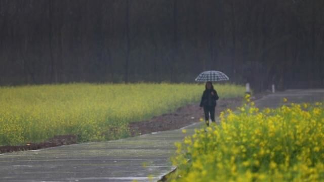 雨中的油菜花田