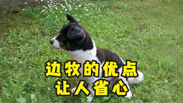 让宠主省心的边牧,中3个以上就是“旺家狗”.