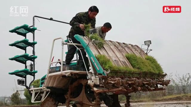 早稻插秧正当时,祁东奏响春耕“进行曲”~