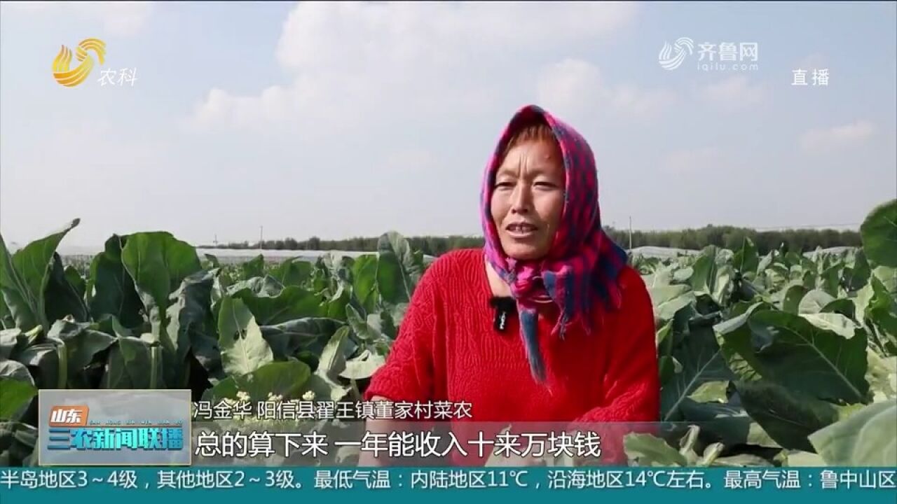 阳信:订单种植蔬菜,不愁销路收益可观,菜农们钱袋子鼓起来