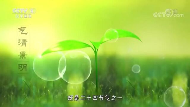 [二十四节气]清明习俗知多少