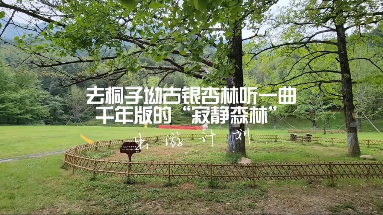 我们村“象”未来丨去桐子坳古银杏林听一曲千年版的“寂静森林”